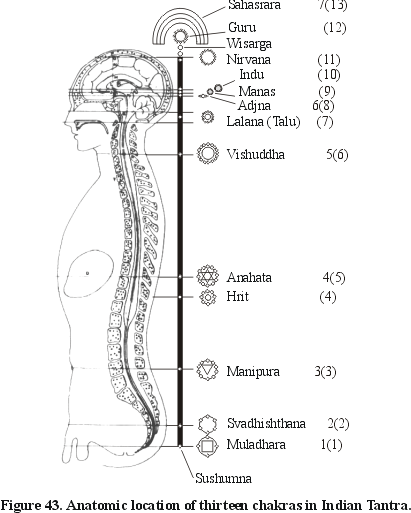 Figure 43. Anatomic location of thirteen chakras in Indian Tantra.